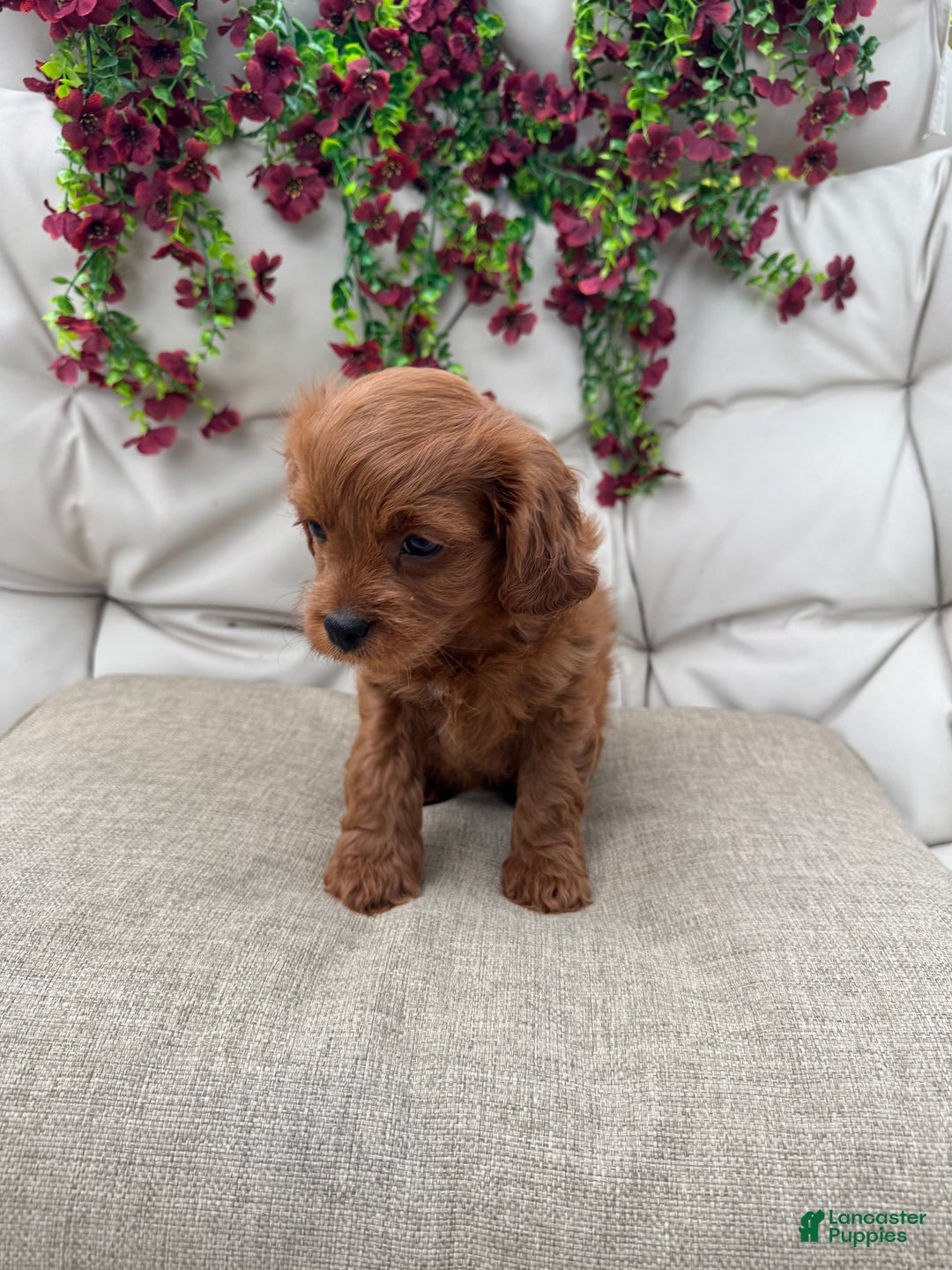 Cavapoo dogs for sale: Ruby - Ad 2