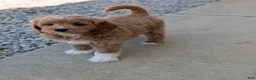 Goldendoodle dogs for sale: Rosie  - Ad 4