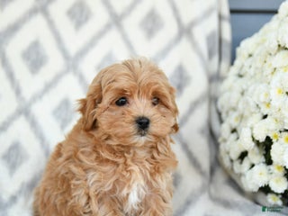 Maltipoo dogs - Ad 7