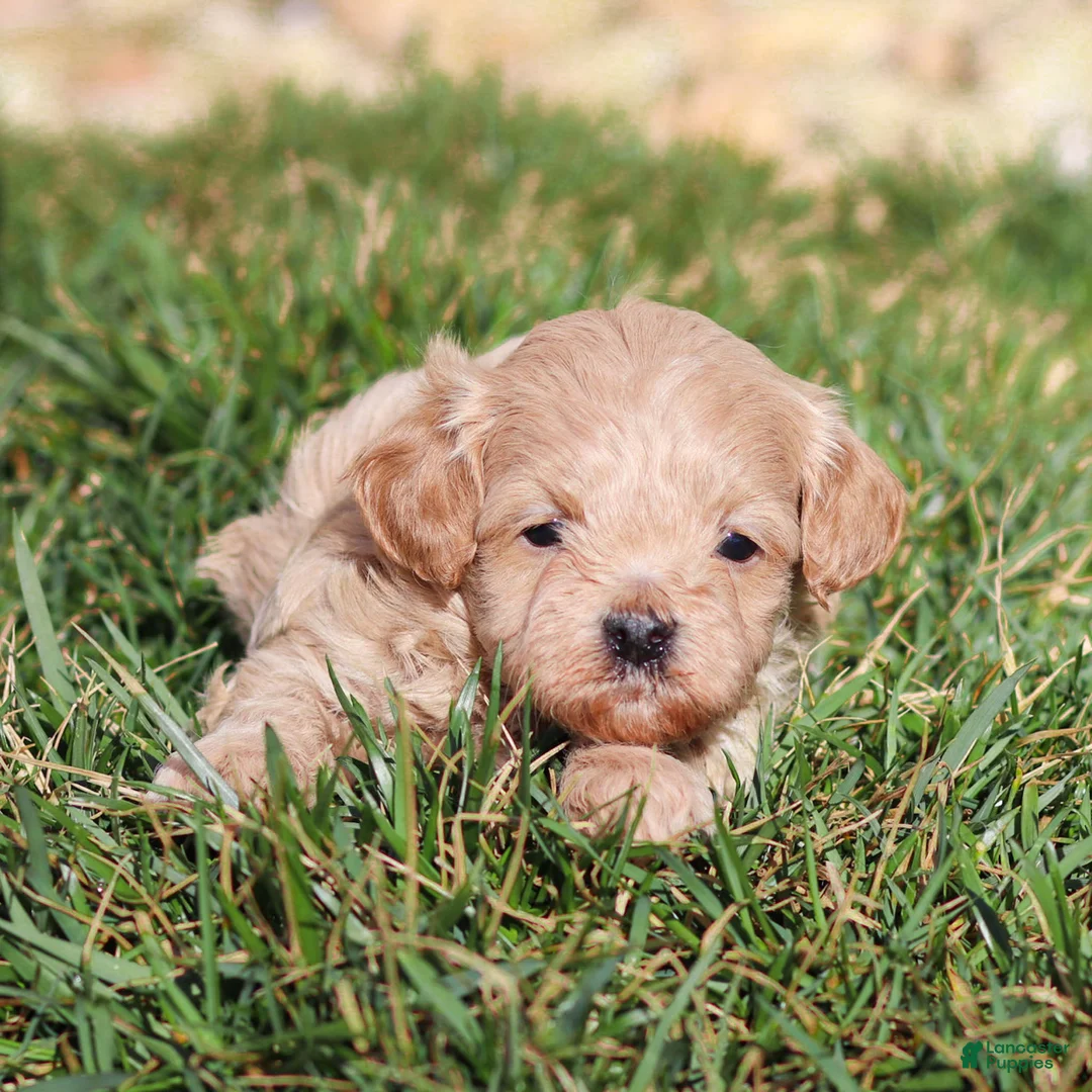 Maltipoo dogs for sale: Blaze Maltipoo Puppy  - Ad 2