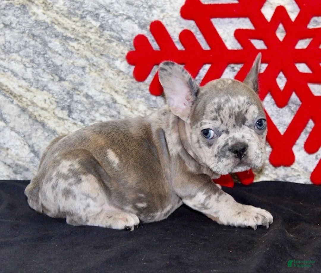 French Bulldog dogs for sale: Toby - Ad 6