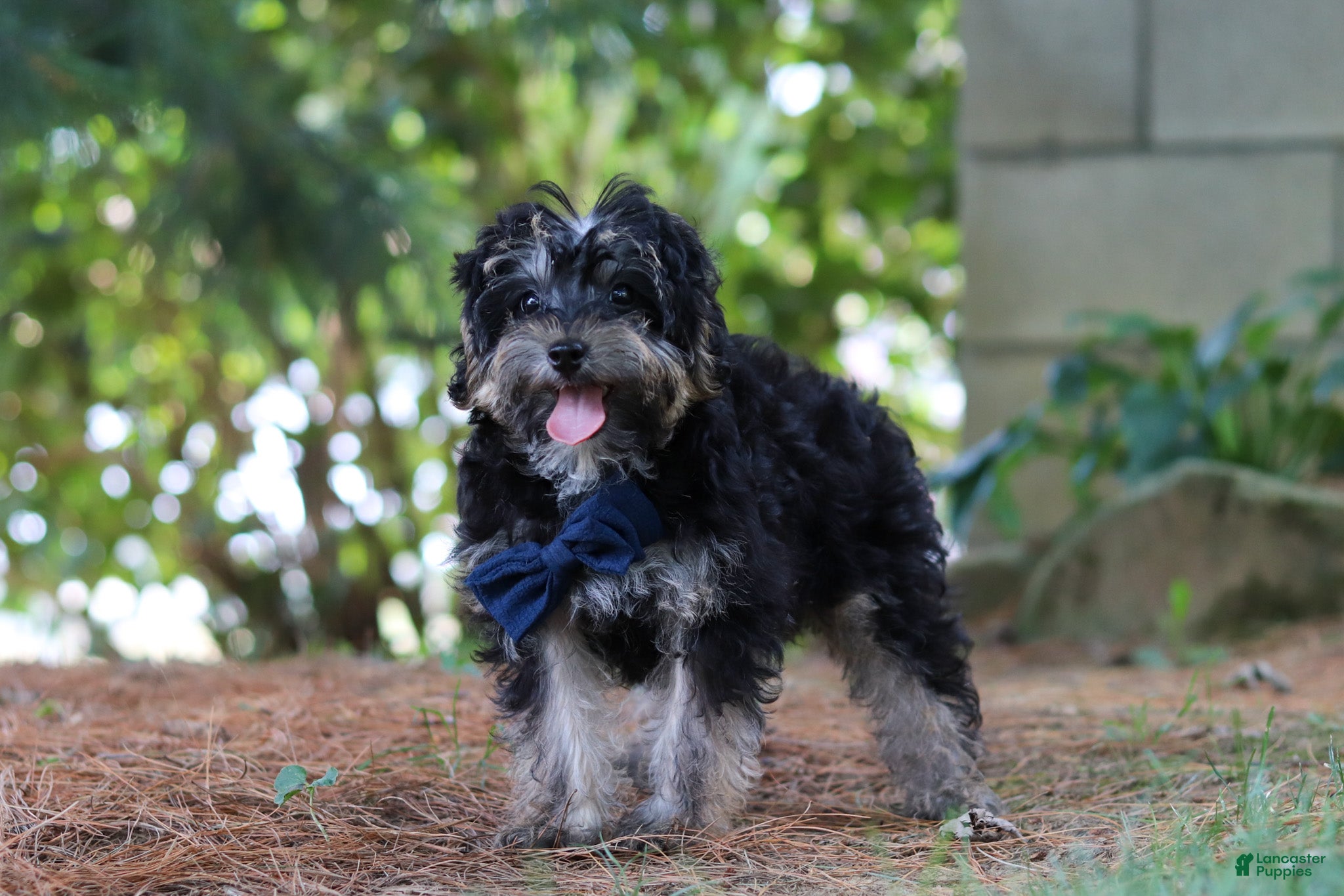 Yorkiepoo dogs Spike - Ad 2