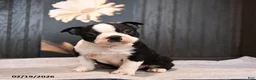 Boston Terrier dogs for sale: Paddington - Ad 5