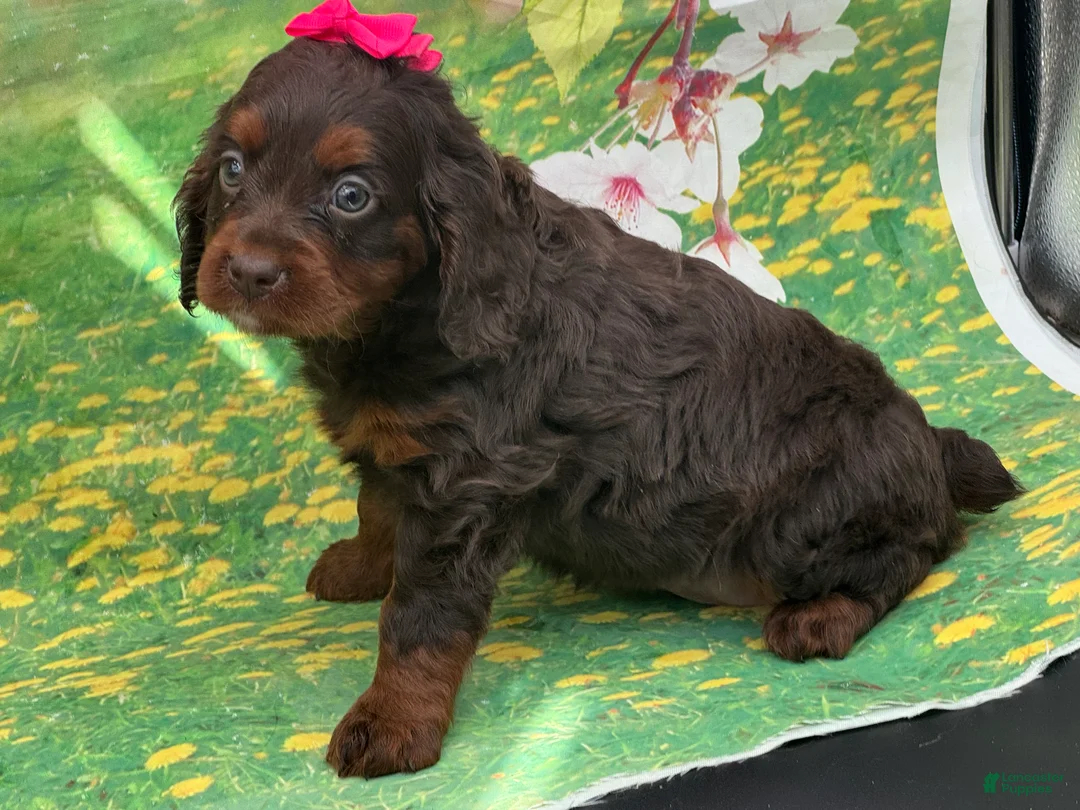 Cavapoo dogs for sale: Sophie - Ad 3