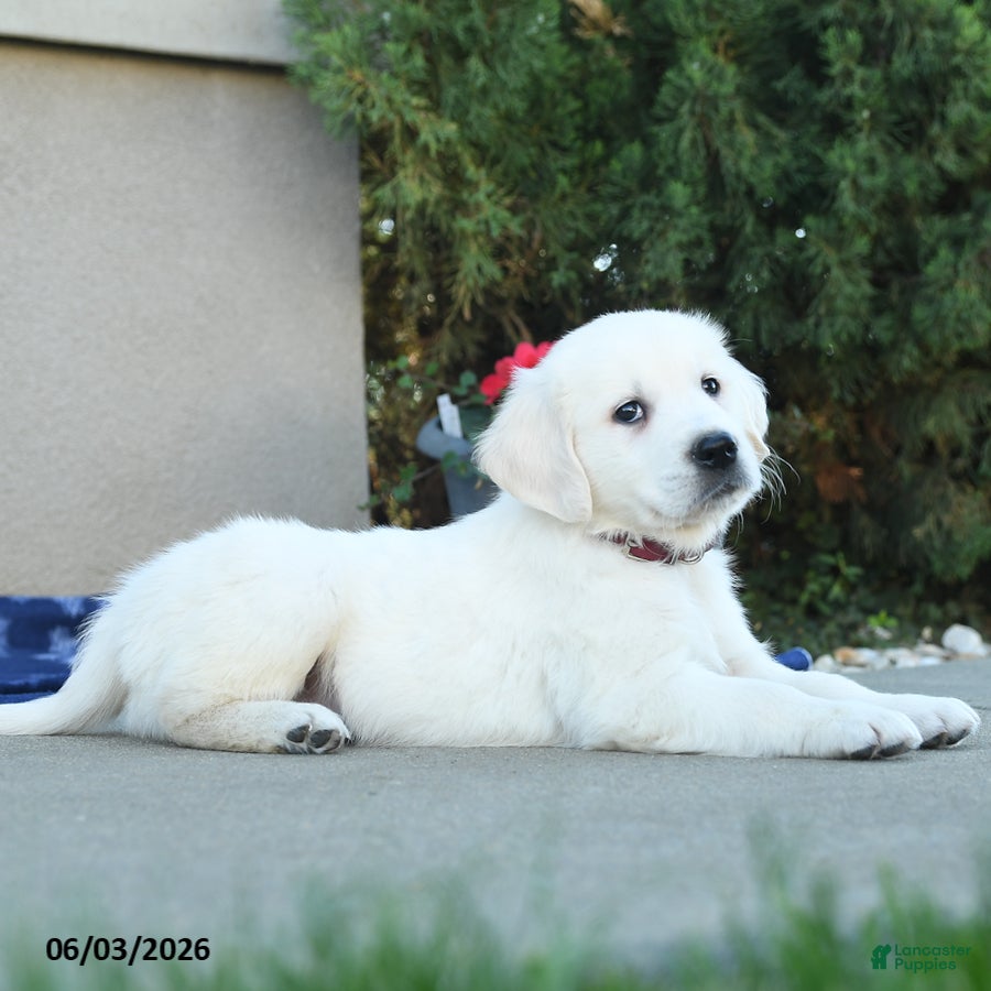 Golden Retriever dogs for sale: Freddy - Ad 3
