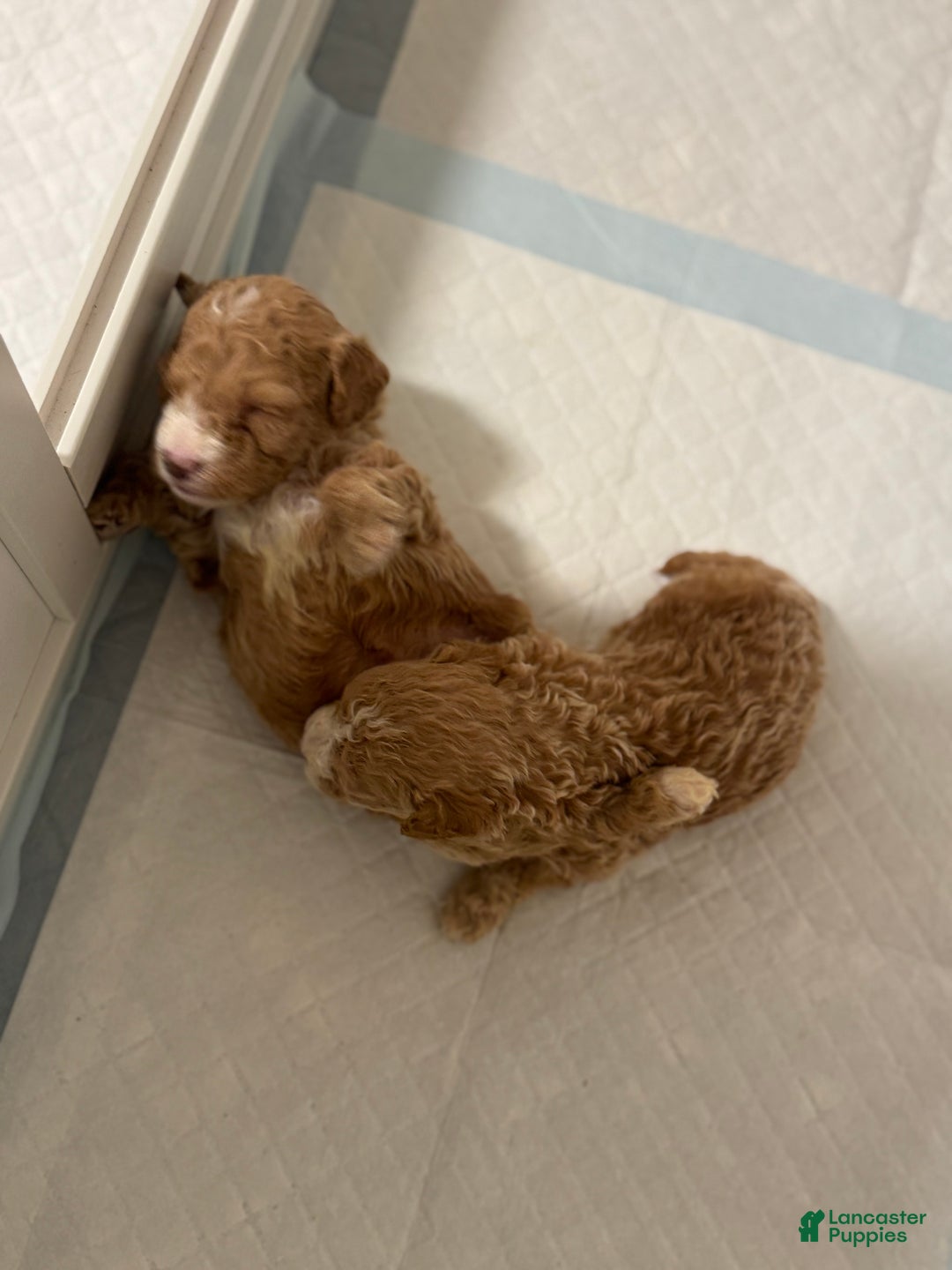 Mini Goldendoodle dogs for sale: Mini Goldendoodle ‘Caramel’  - Ad 4