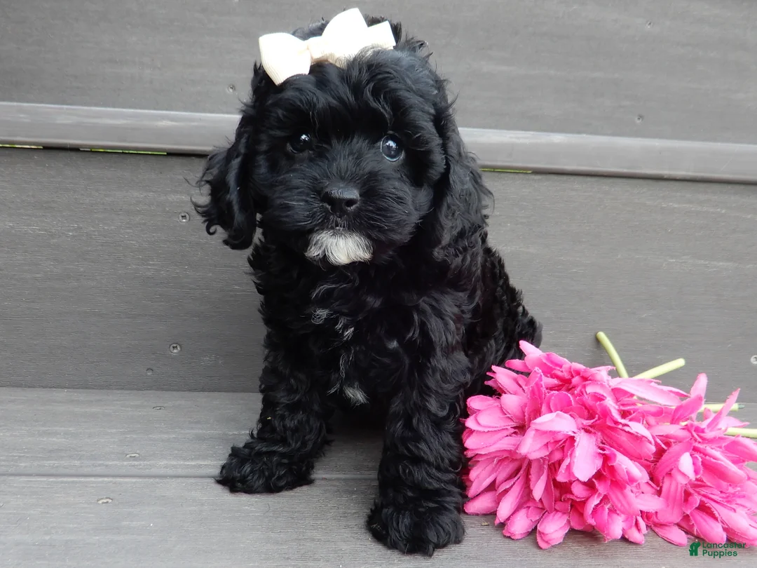 Cockapoo dogs for sale: Millie - Ad 2