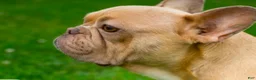 French Bulldog dogs for sale: Penny AKC - Ad 5