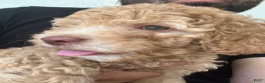 Mixed Breed 2