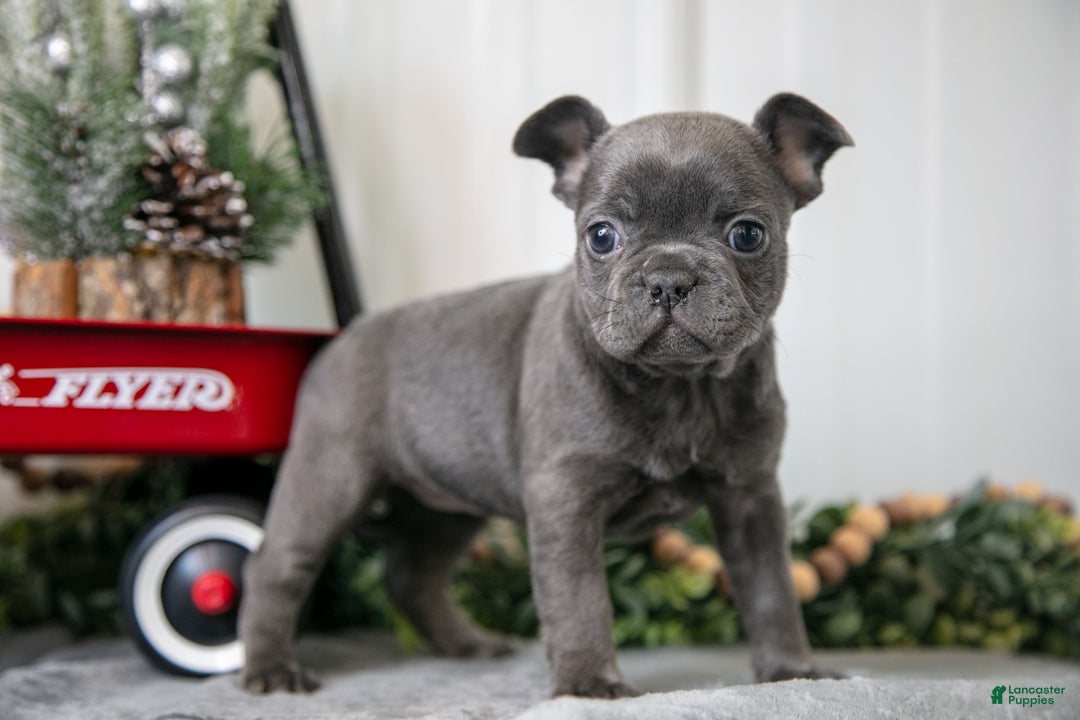 Mixed Breed dogs for sale: Meadow - Ad 1