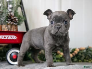 Mixed Breed dogs Meadow - Ad 10