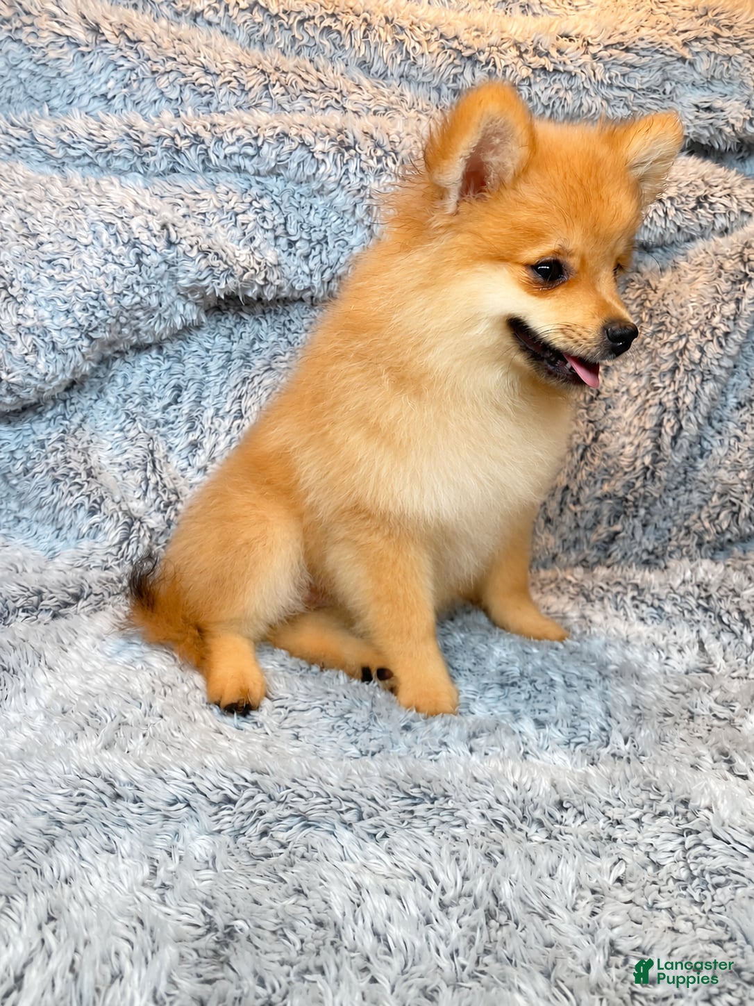 Pomeranian dogs Misty - Ad 2