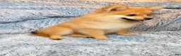 Pomeranian dogs for sale: Misty - Ad 2