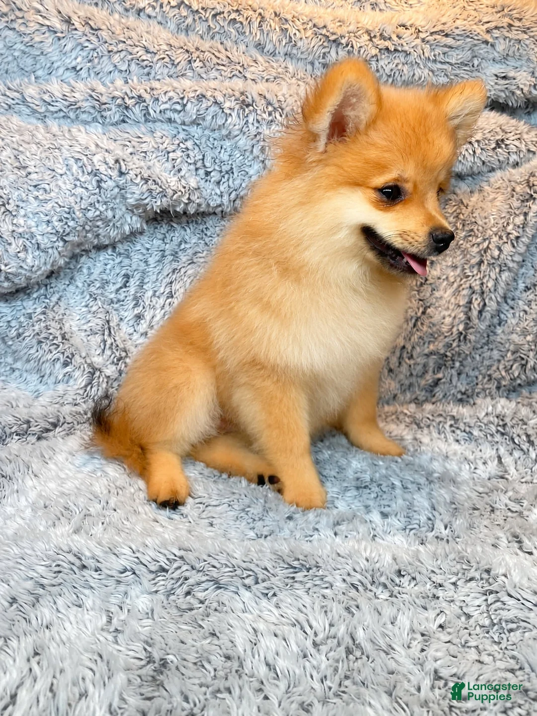 Pomeranian dogs for sale: Misty - Ad 2