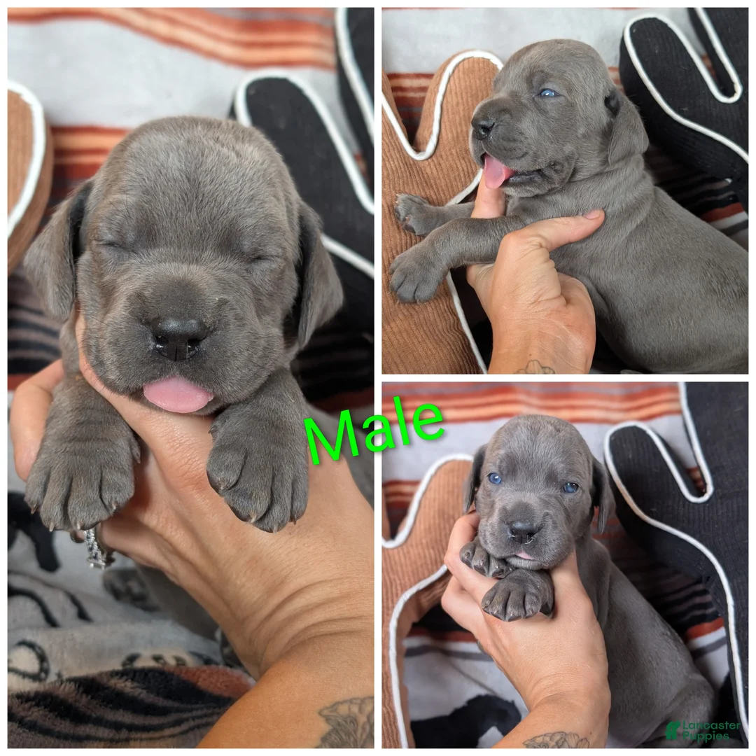 Great Dane dogs for sale: Timmy! - Ad 1