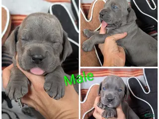 Great Dane dogs Timmy! - Ad 21