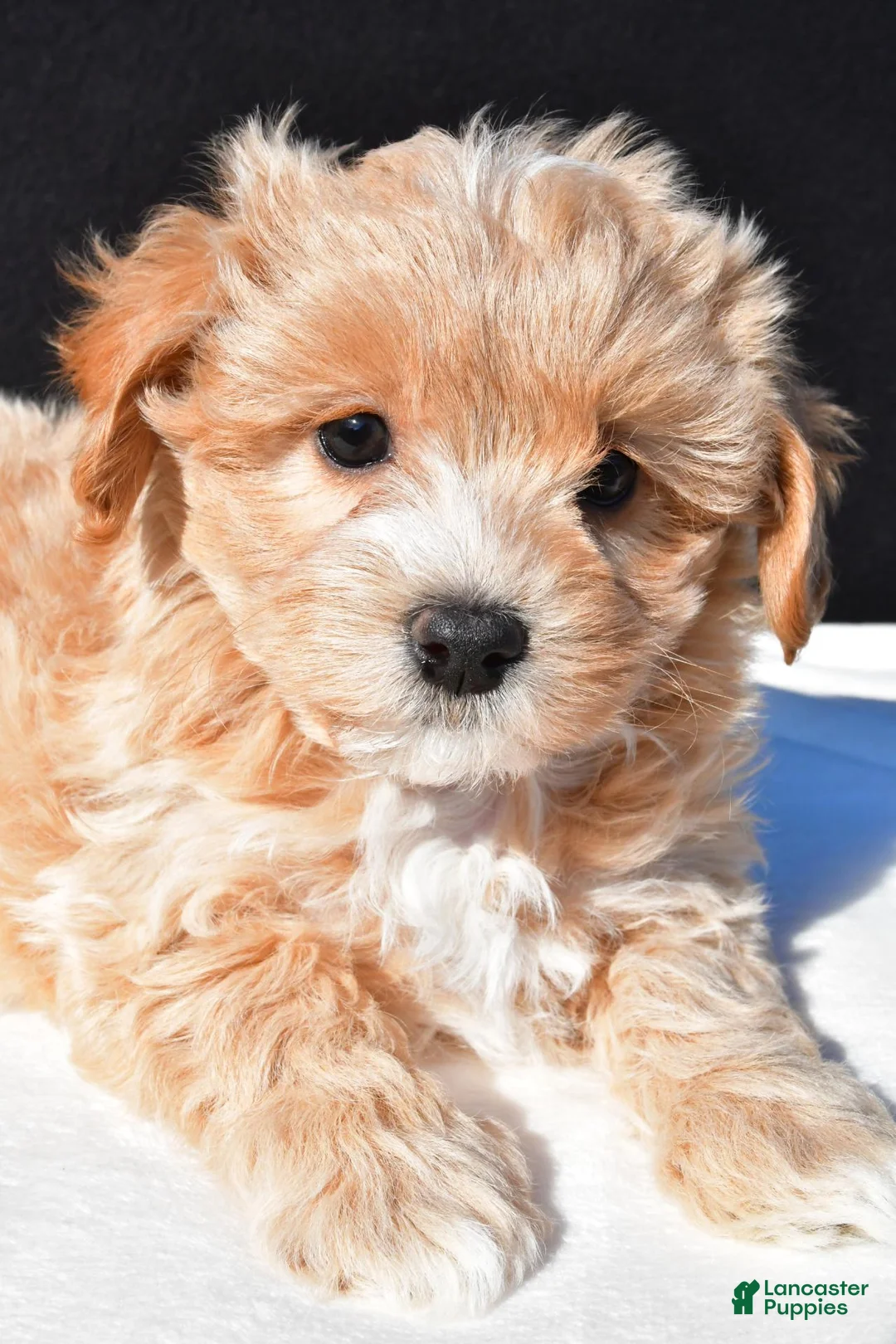 Maltipoo dogs for sale: Mia - Ad 9