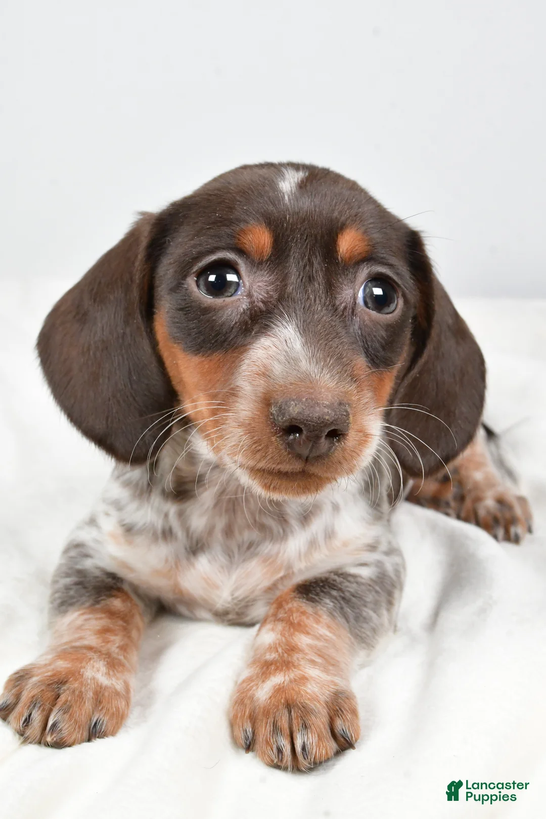 Dachshund dogs for sale: Piper - Ad 6
