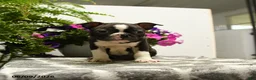 Boston Terrier dogs for sale: Gregory - Ad 5