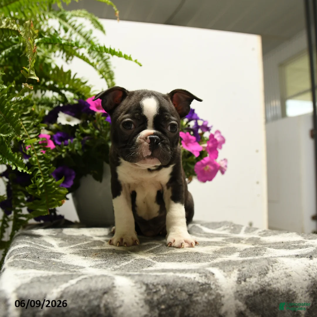Boston Terrier dogs for sale: Gregory - Ad 5