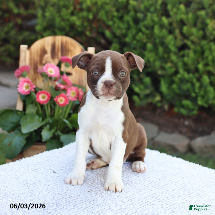 Boston Terrier dogs for sale: Dora - Ad 1