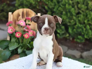 Boston Terrier dogs for sale: Dora - Ad 3
