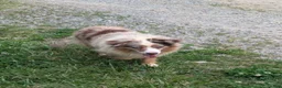 Miniature Australian Shepherd dogs for sale: Chopper - Ad 11