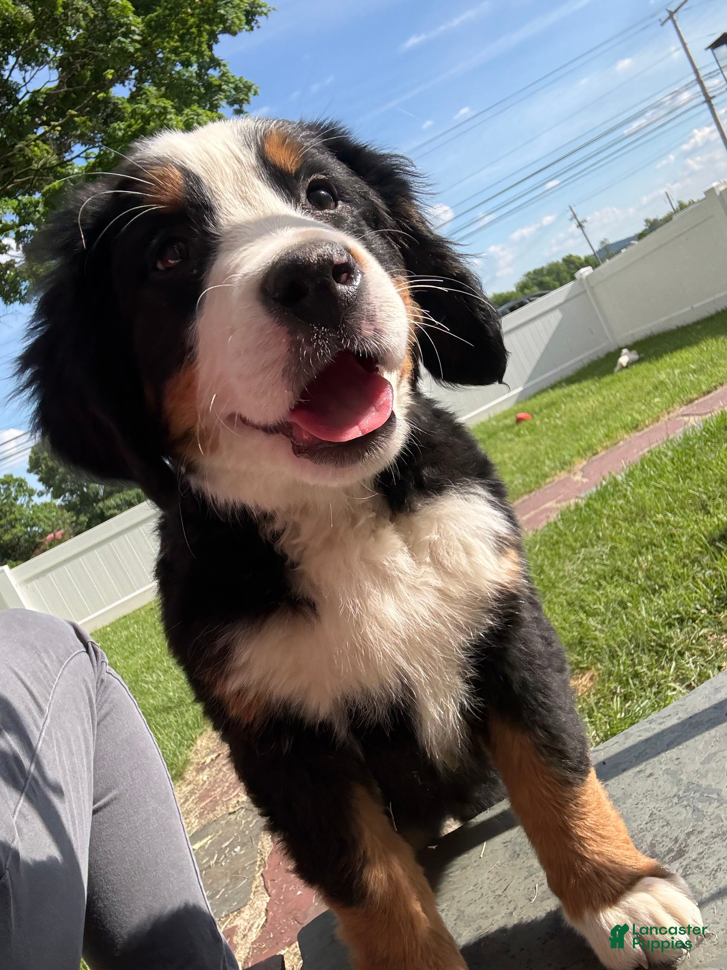 Bernese Mountain Dog dogs for sale: Baileys - Ad 2