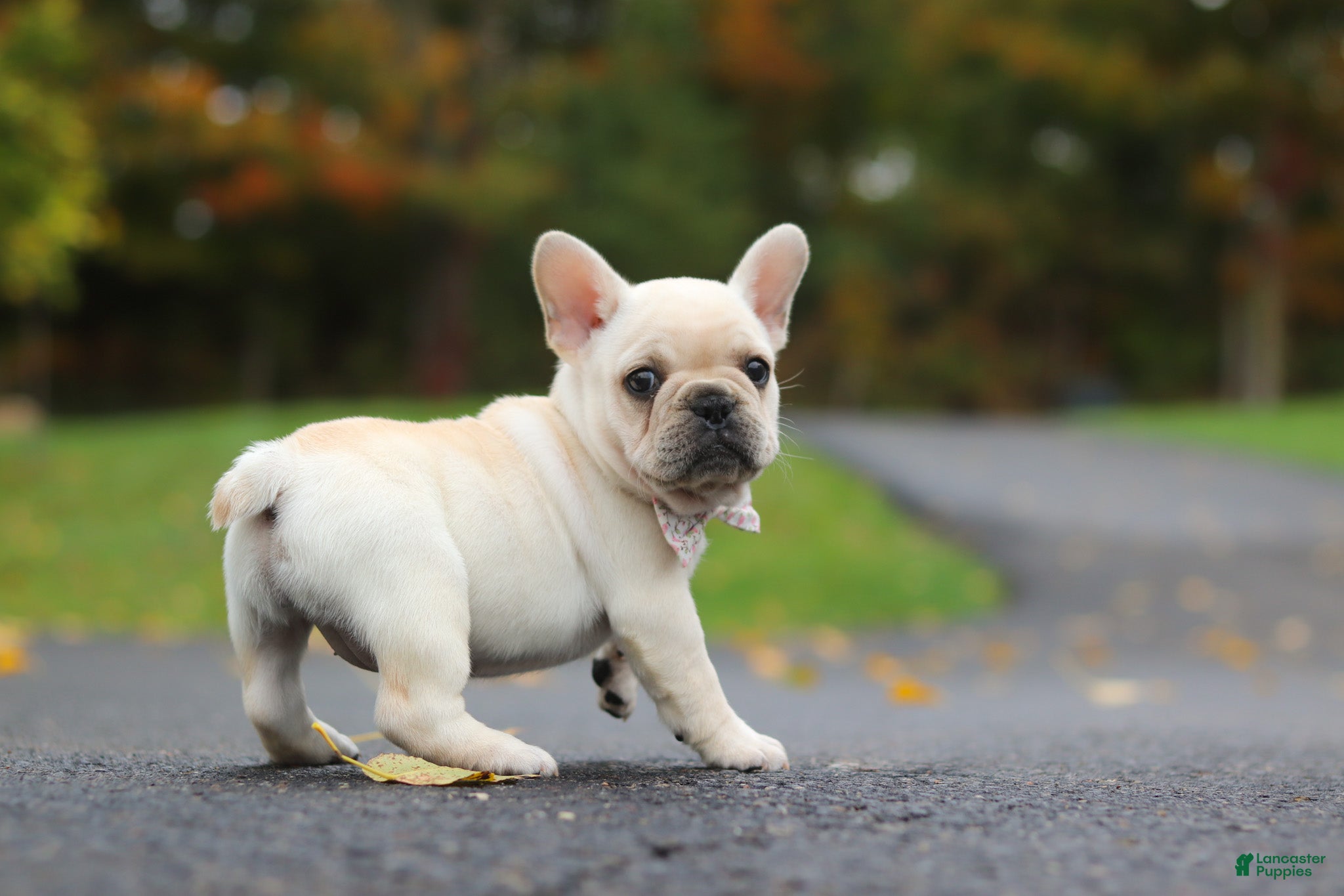 French Bulldog dogs Aspen - Ad 2