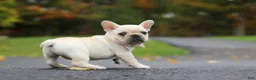 French Bulldog dogs for sale: Aspen - Ad 2