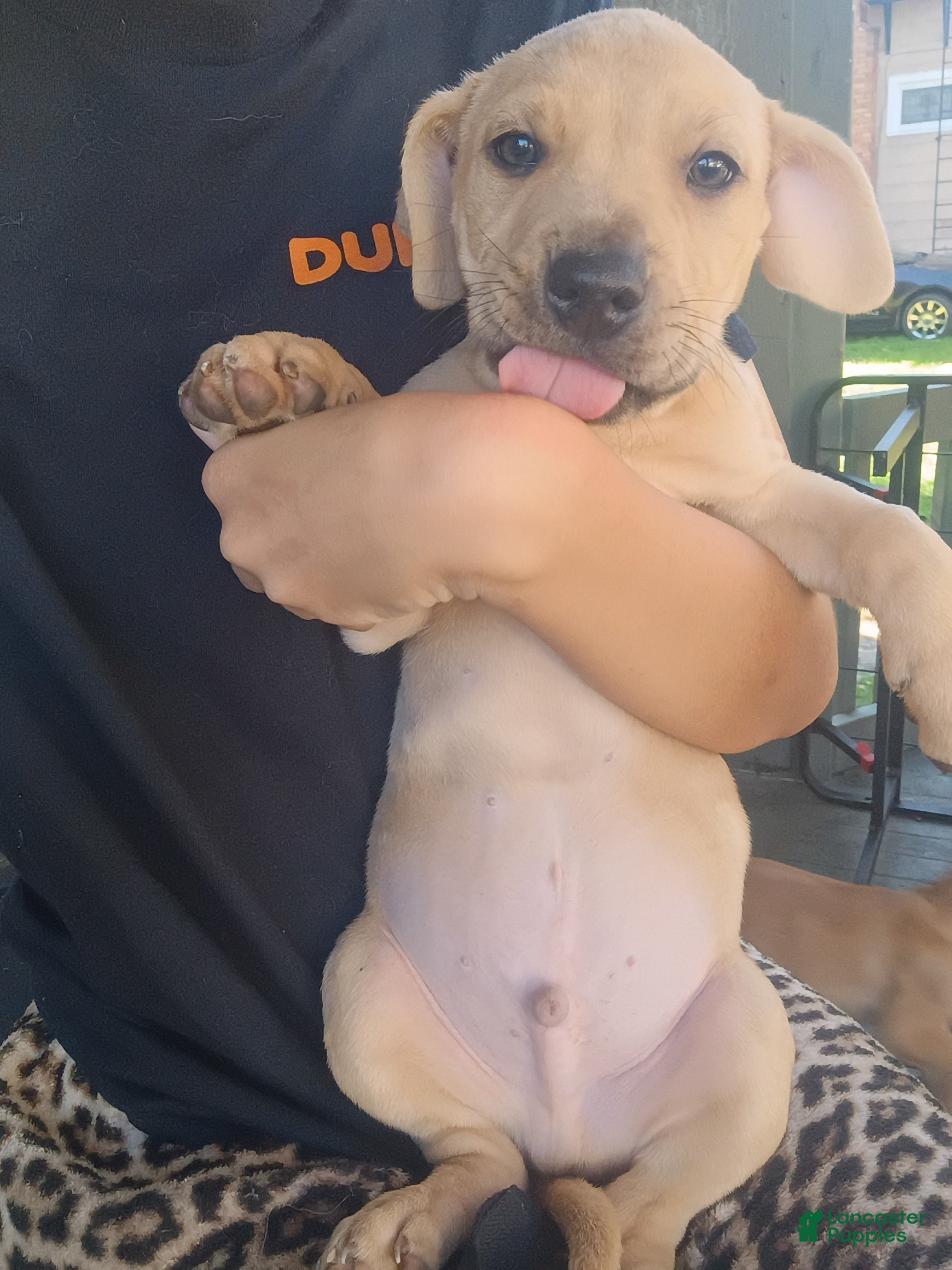 Mixed Breed dogs Blacknose Male 1 - Ad 3