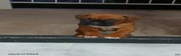 Boxer dogs for sale: Max - Ad 5