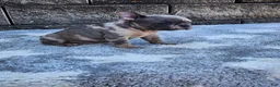 French Bulldog dogs for sale: Daisy - Ad 4