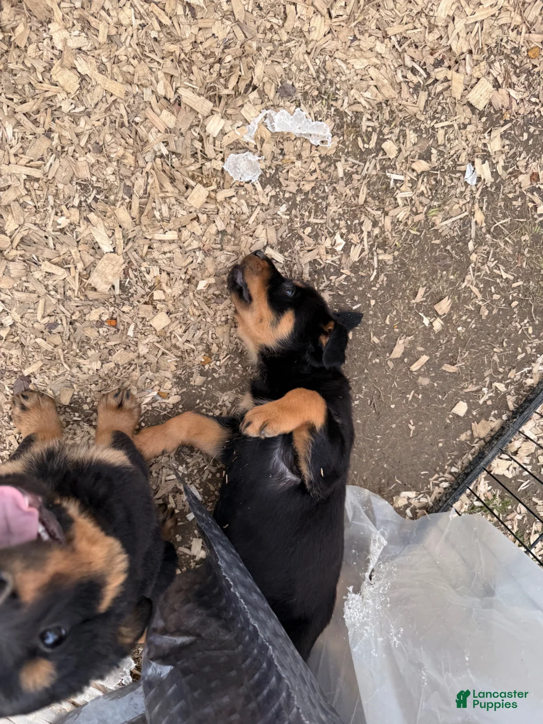 Rottweiler dogs for sale: Rottweiler Puppy 1 - Ad 1