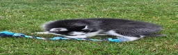 Siberian Husky dogs for sale: Emerson  - Ad 9