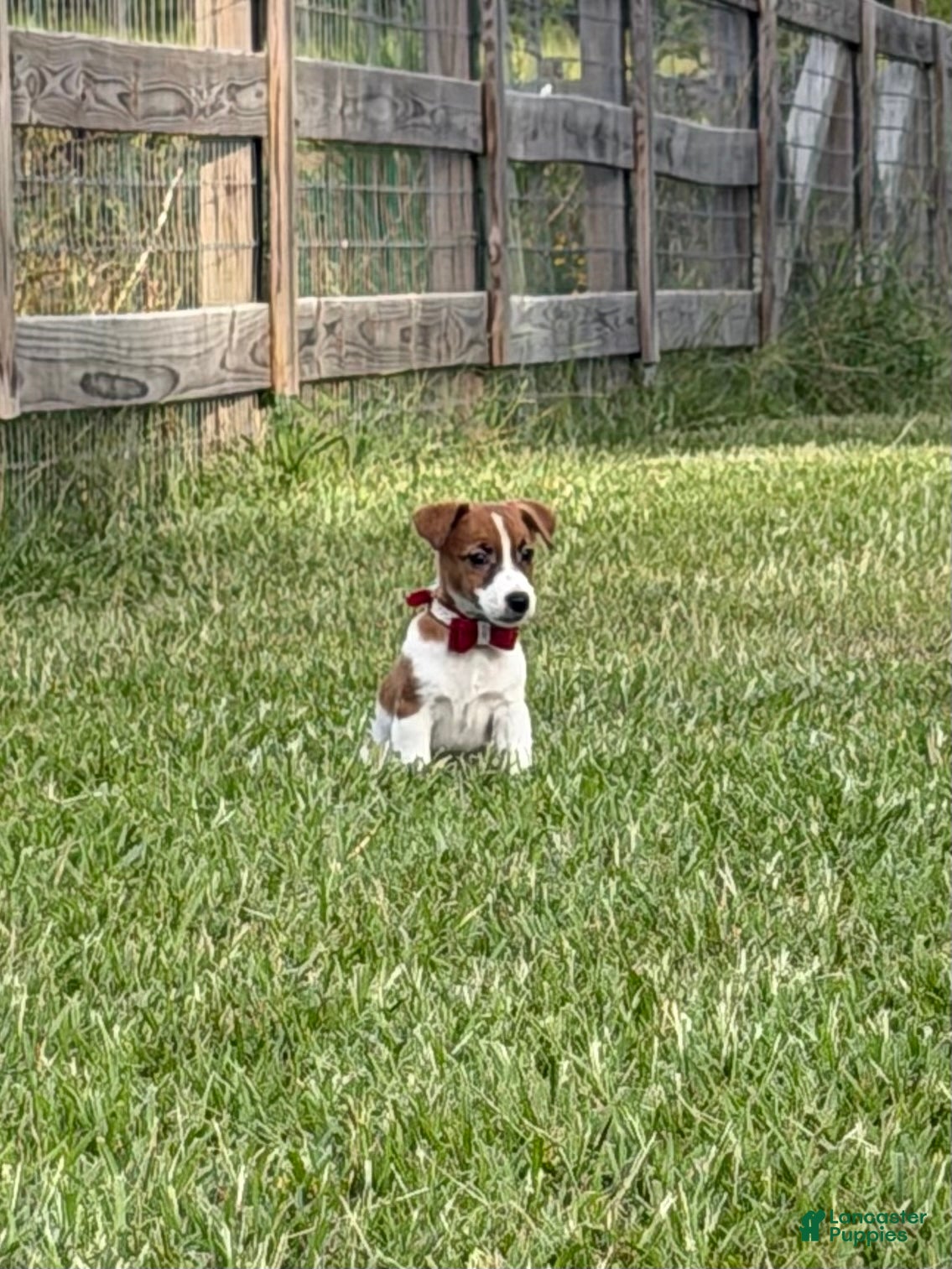 Jack Russell Terrier dogs for sale: Colt - Ad 1