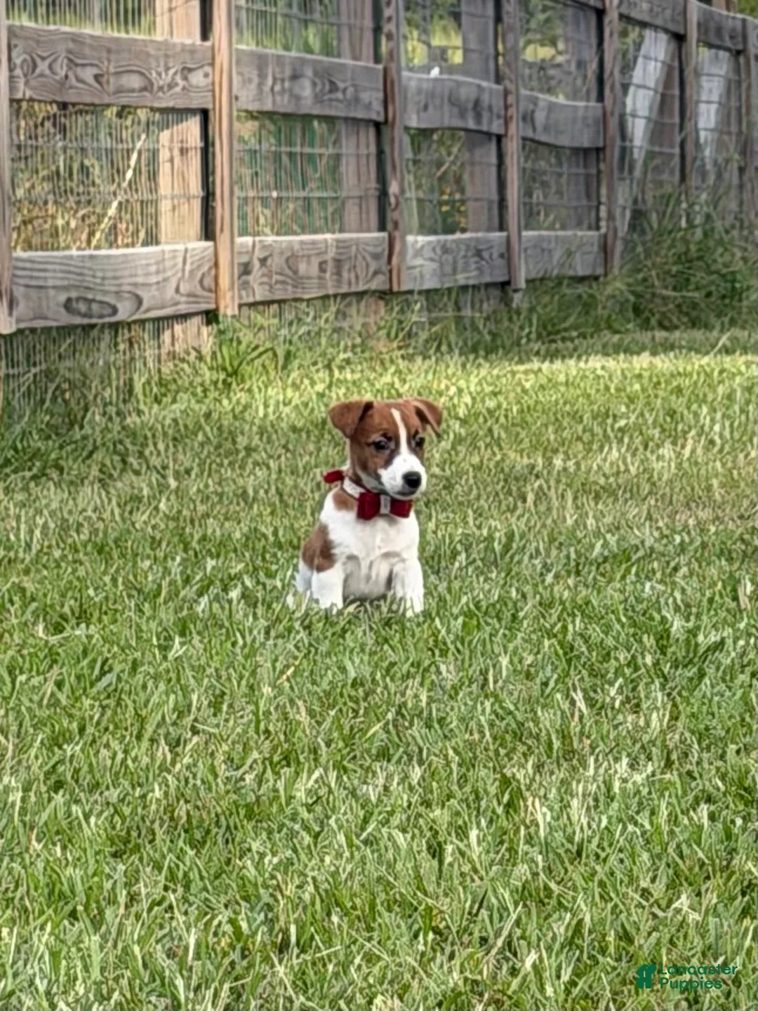 Jack Russell Terrier dogs for sale: Colt - Ad 1