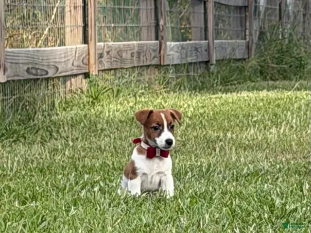 Jack Russell Terrier dogs for sale: Colt - Ad 1