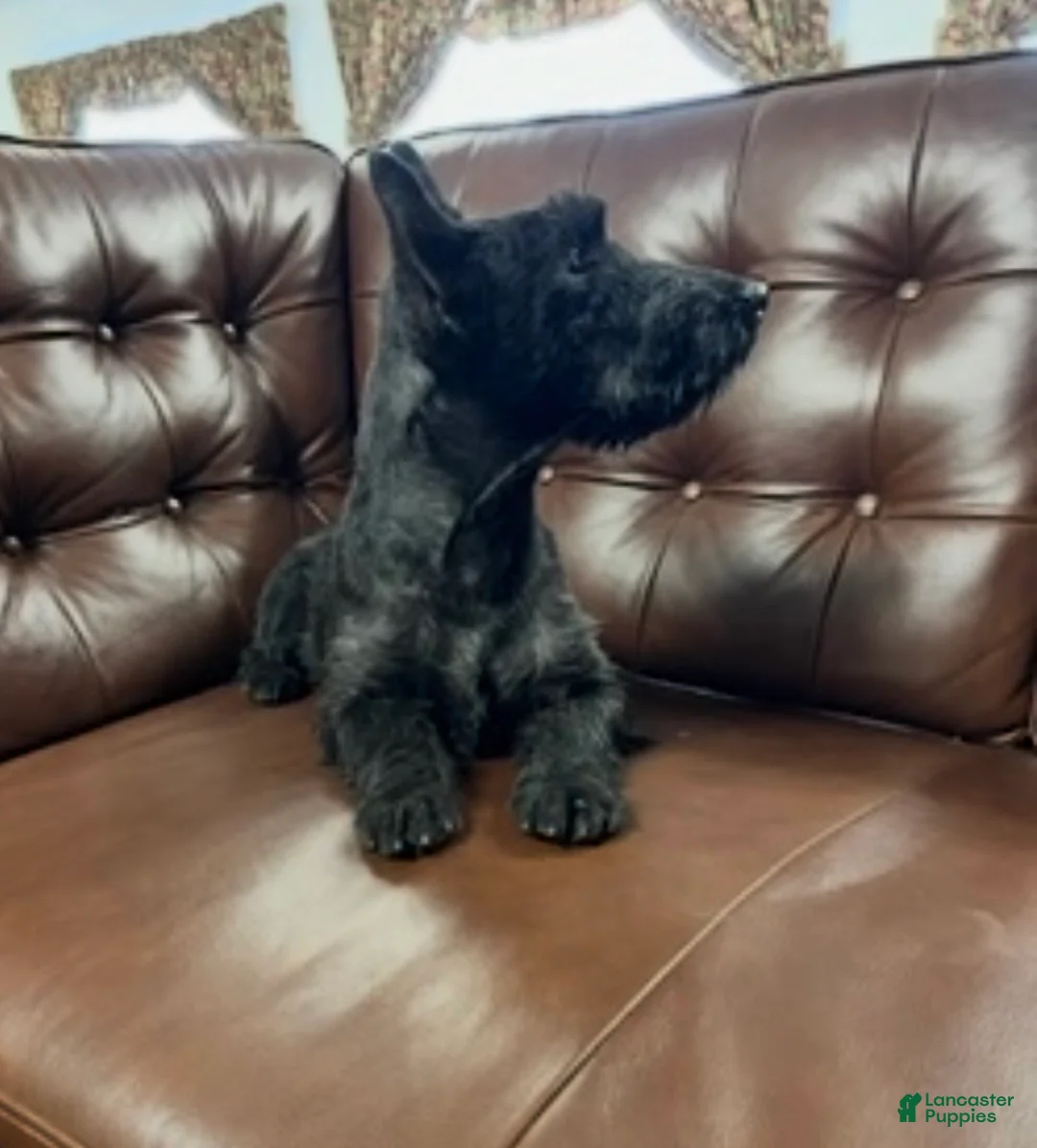 Scottish Terrier dogs for sale: Scottish Terrier Puppy 1 - Ad 3