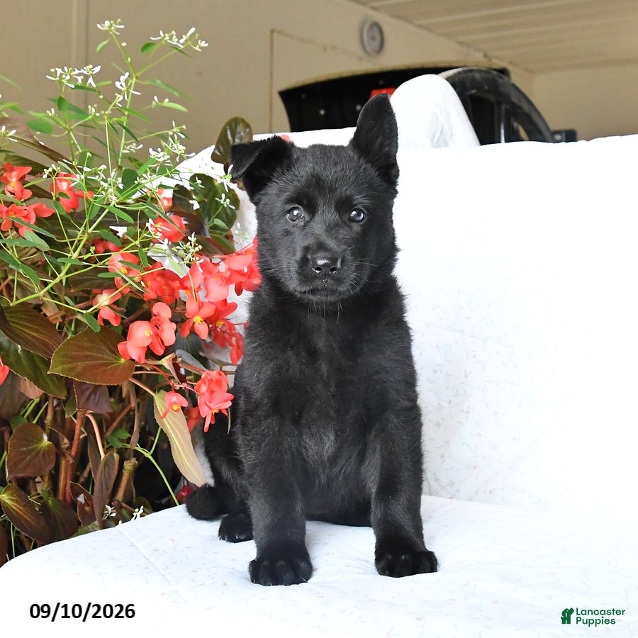 German Shepherd dogs Maisie - Ad 1