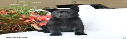 German Shepherd dogs for sale: Maisie - Ad 5