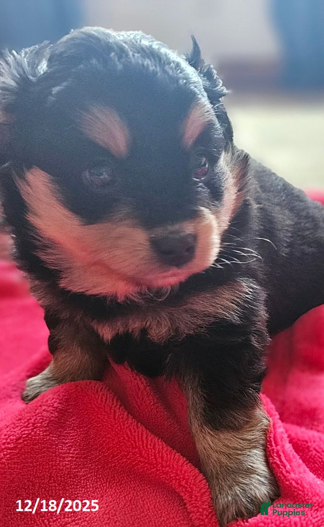 Mixed Breed dogs for sale: Jack  - Ad 4