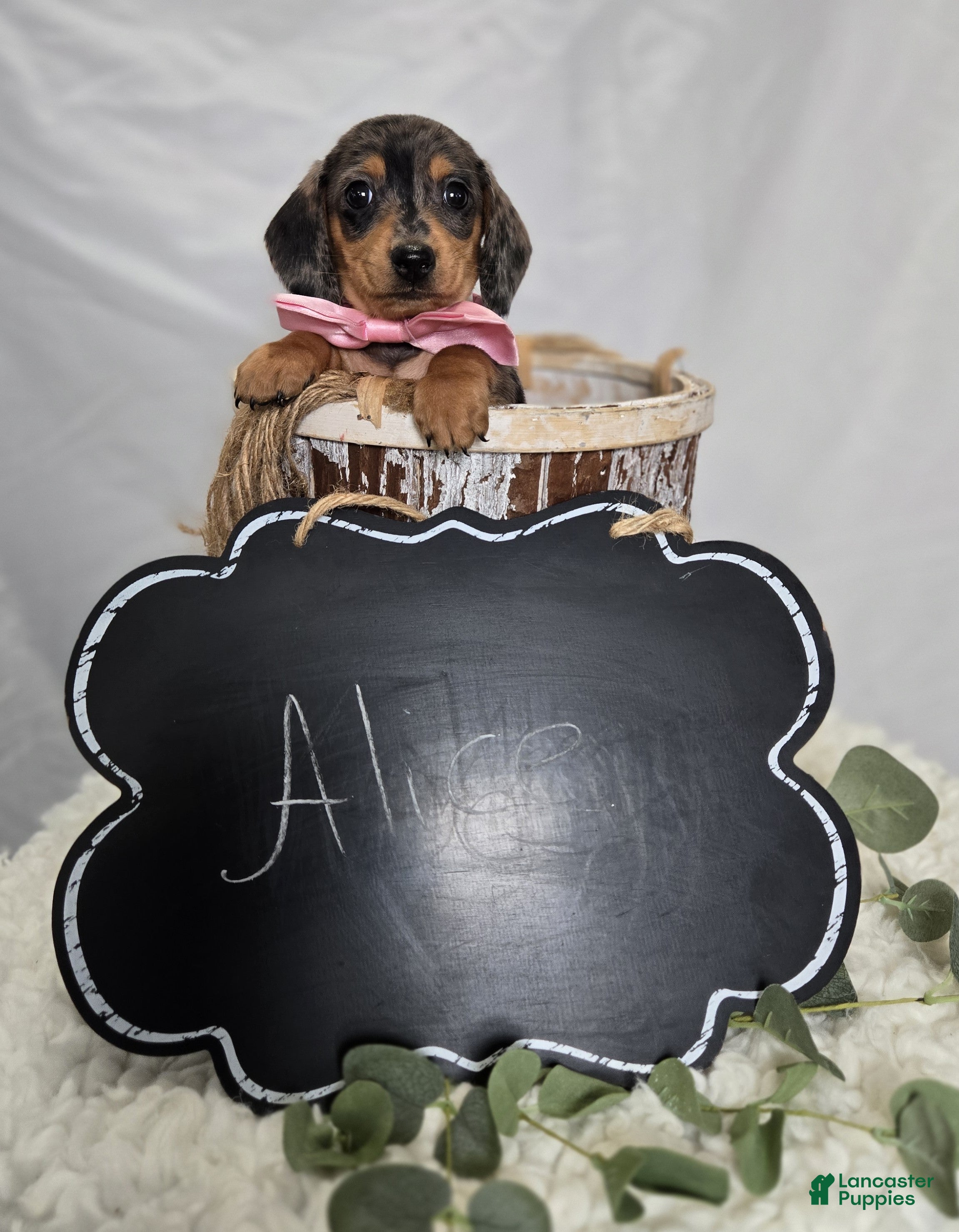 Miniature Dachshund dogs Alice - Ad 2