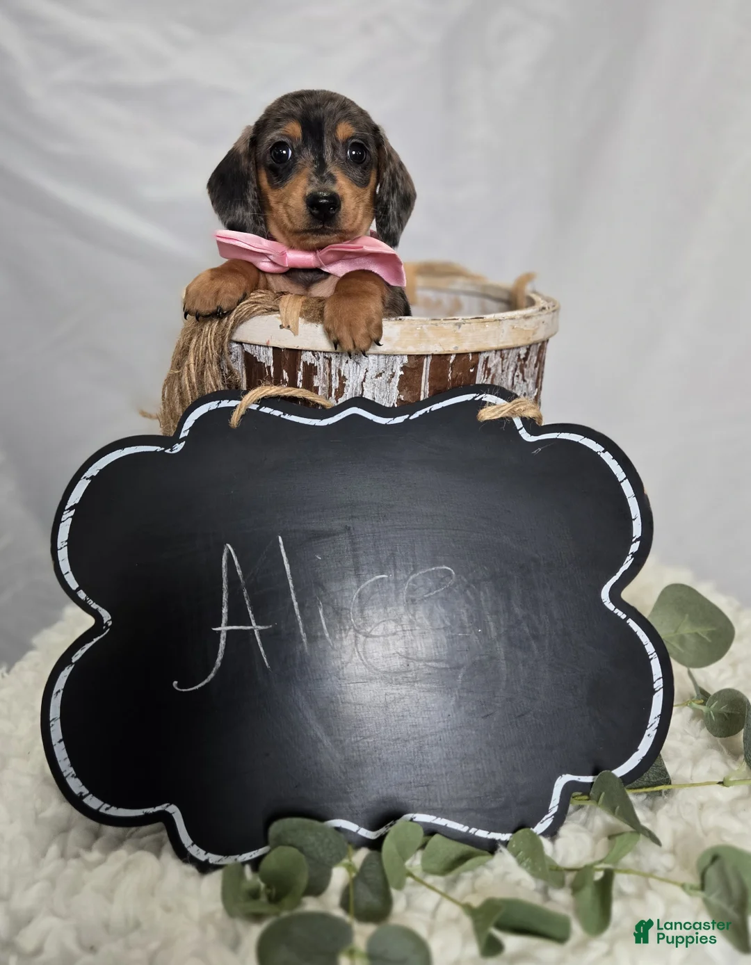 Miniature Dachshund dogs for sale: Alice - Ad 2