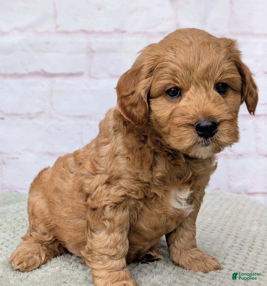 Mini Goldendoodle dogs for sale: Louie - Ad 2