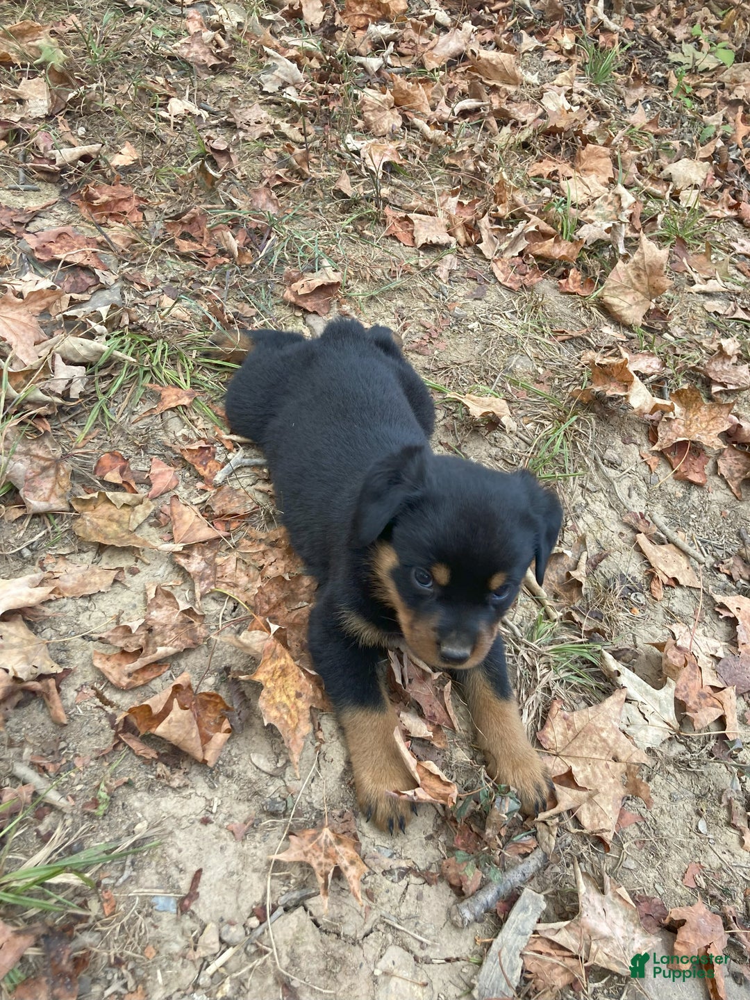 Rottweiler dogs for sale: Holly - Ad 11