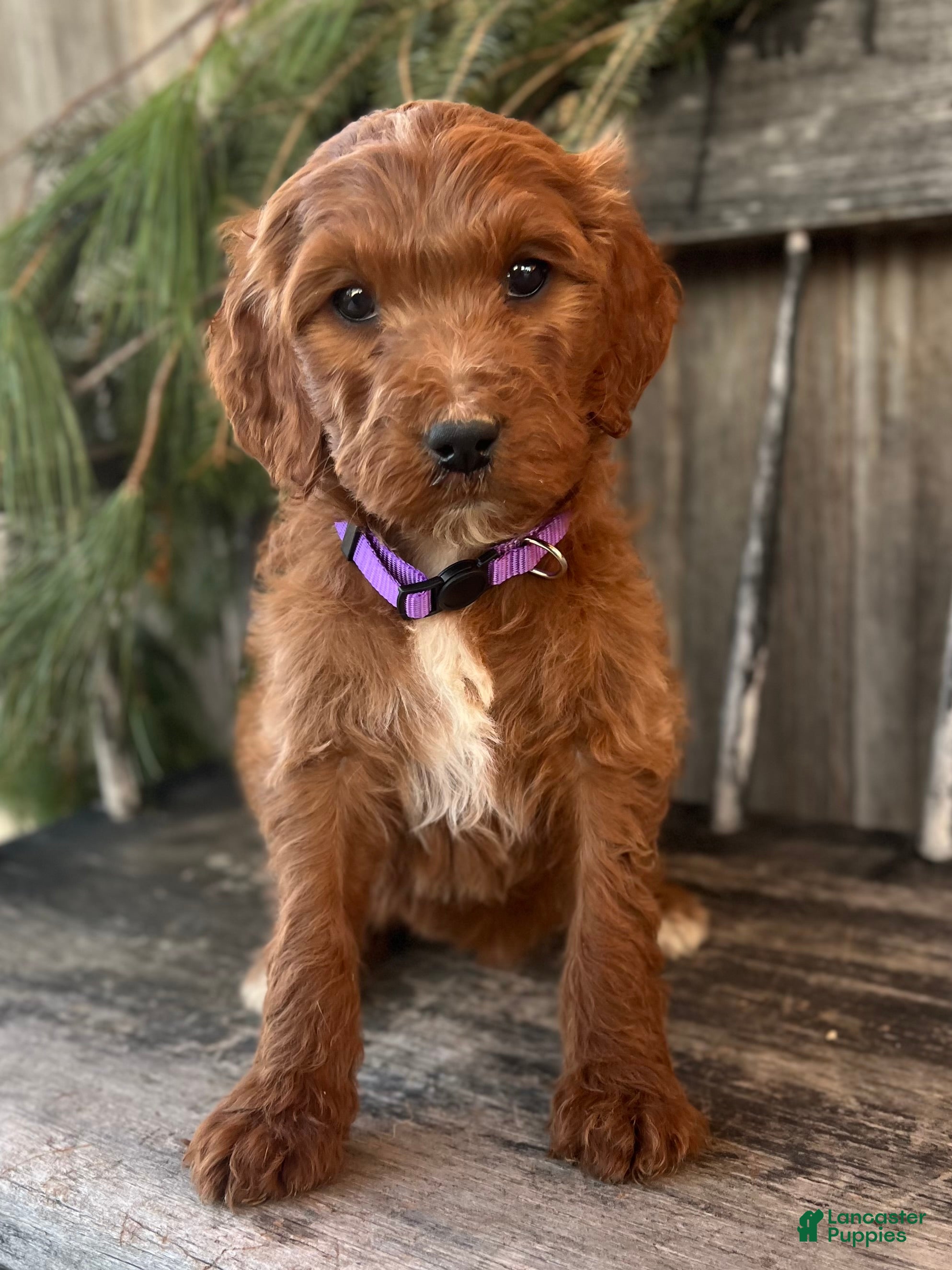 Irish Doodle dogs Ellie - Ad 1