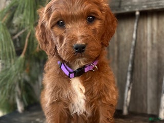 Irish Doodle dogs Ellie - Ad 9