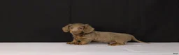 Dachshund dogs for sale: Bobby - Ad 10