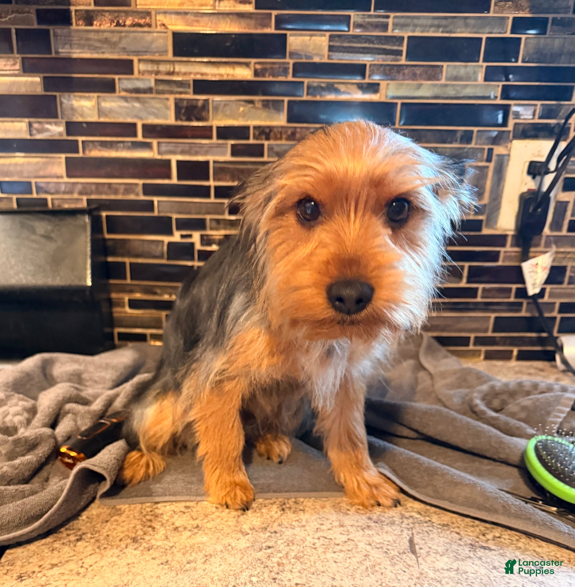 Yorkshire Terrier dogs Leo  - Ad 2